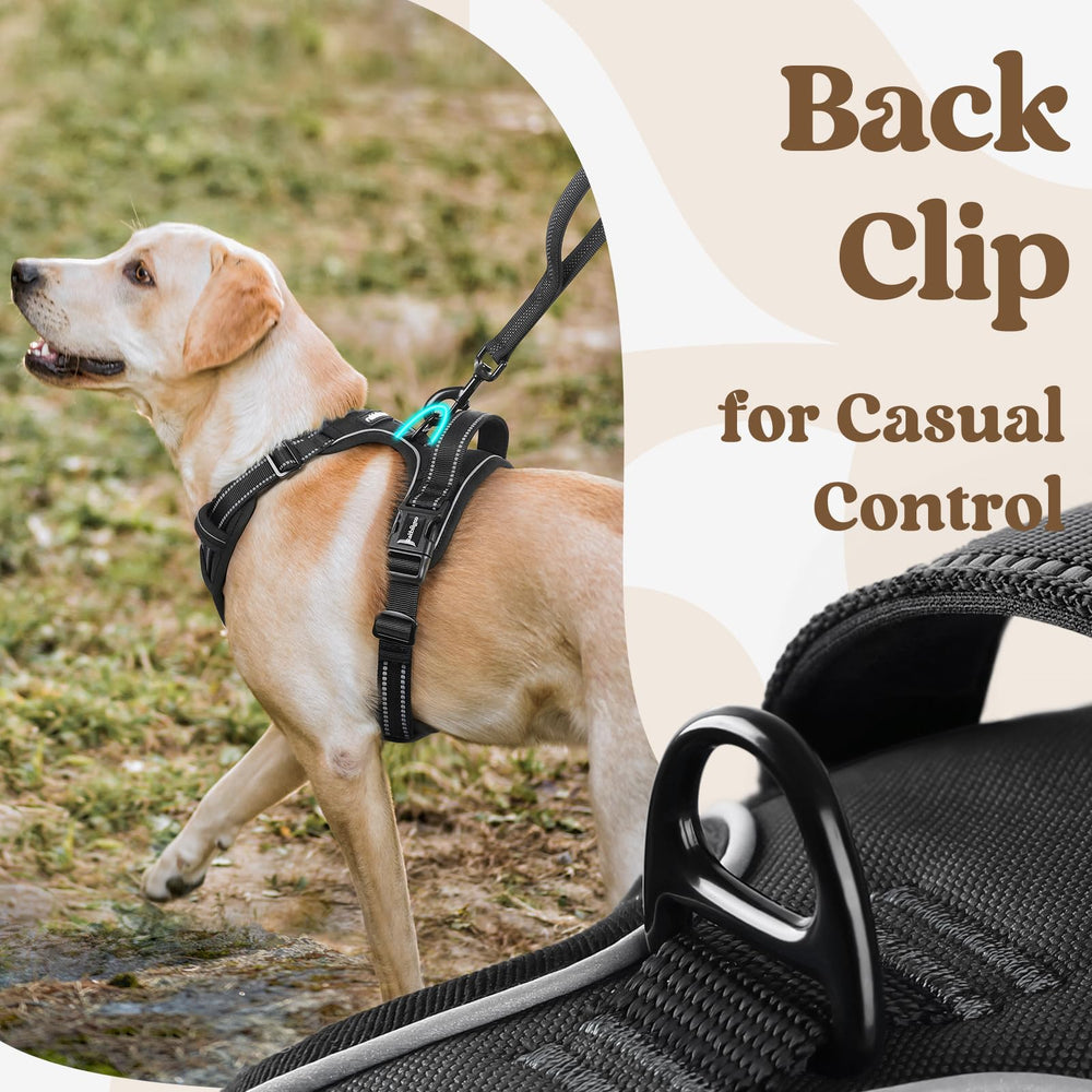 Top handle on Rabbitgoo harness allows confident control.