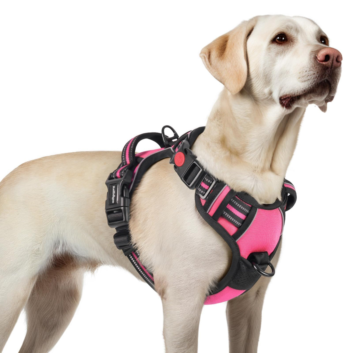 Rabbitgoo large dog harness front view shows adjustable fit for growing dogs