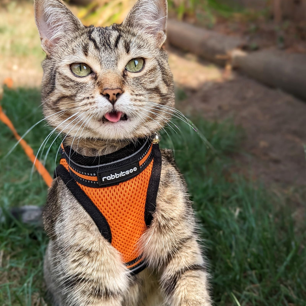 Rabbitgoo lightweight harness offers feather-light daily wear for pets.