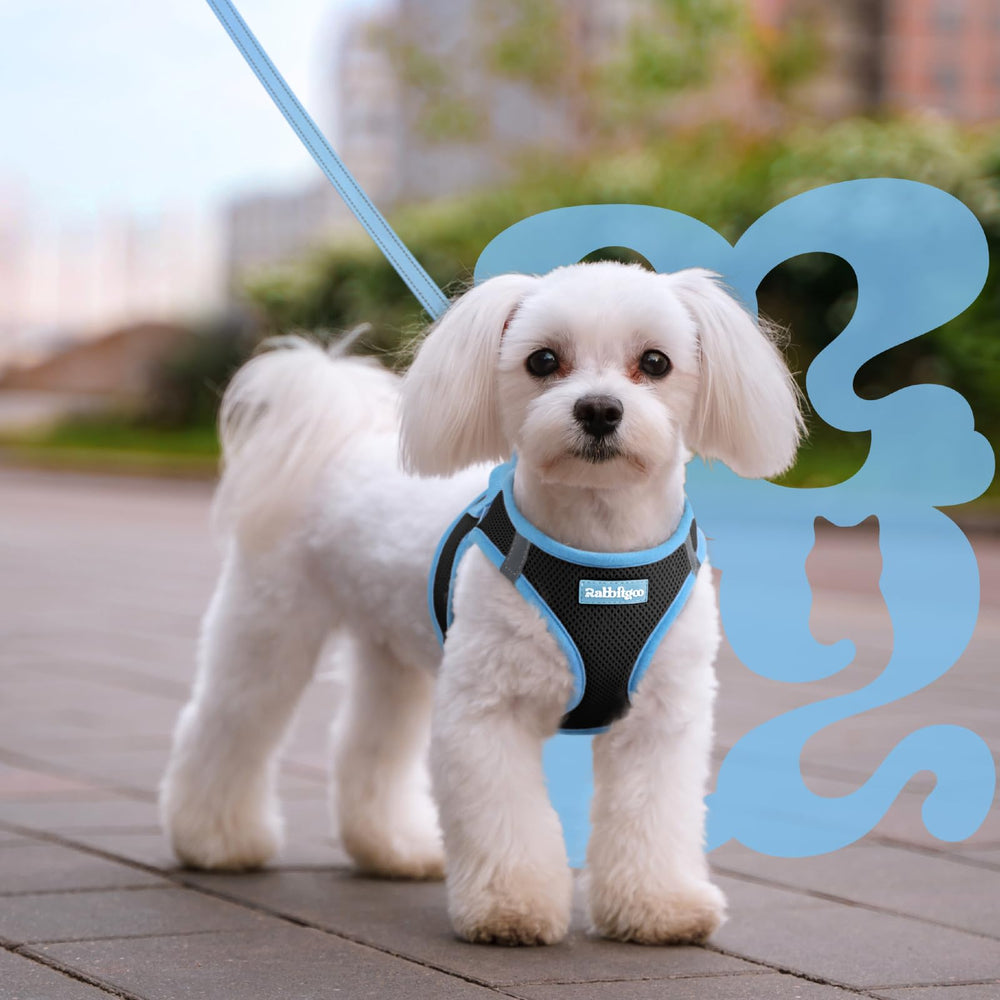 Rabbitgoo lightweight harness keeps dogs comfortable while wearing all day
