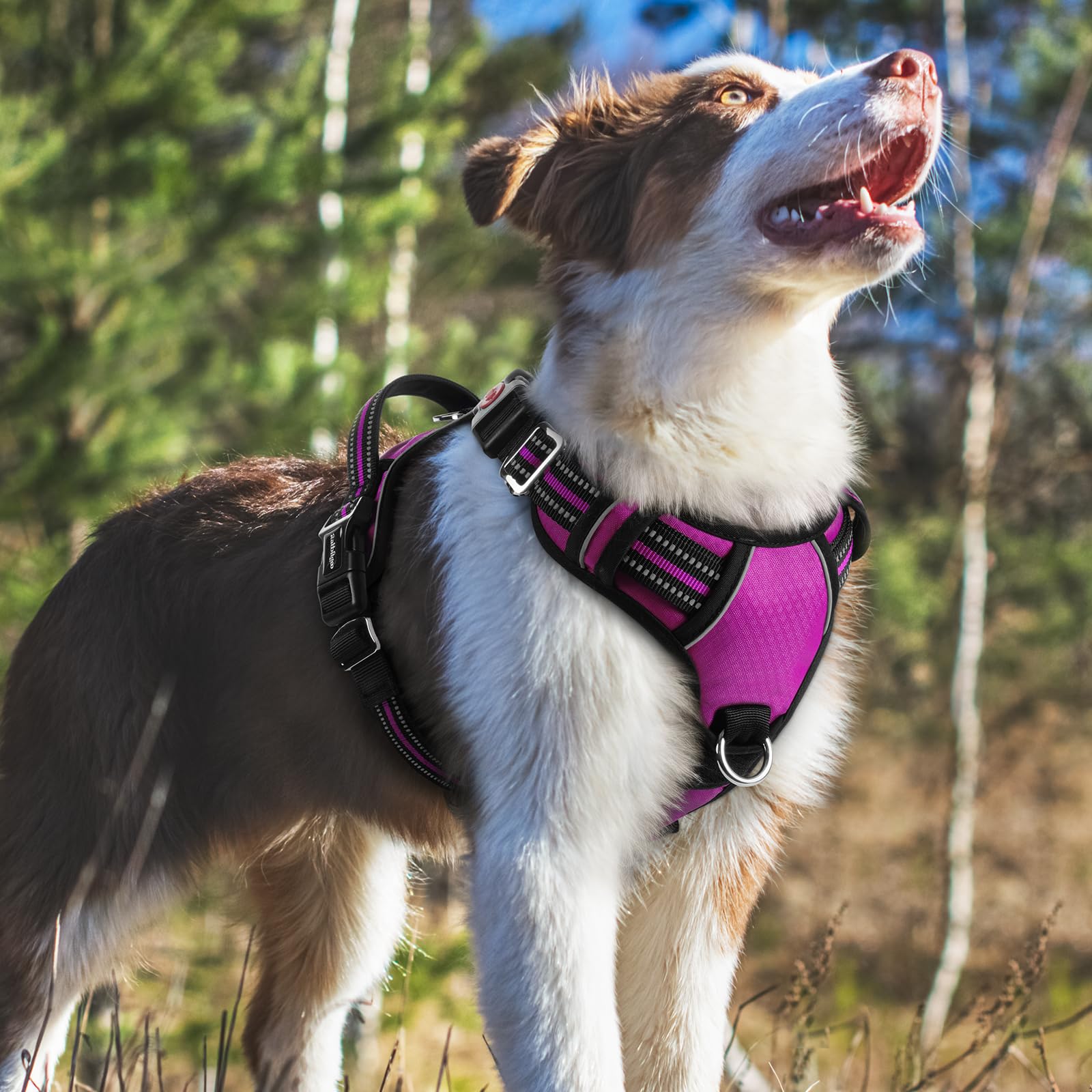 Lockable neck buckle on Rabbitgoo harness adds extra security