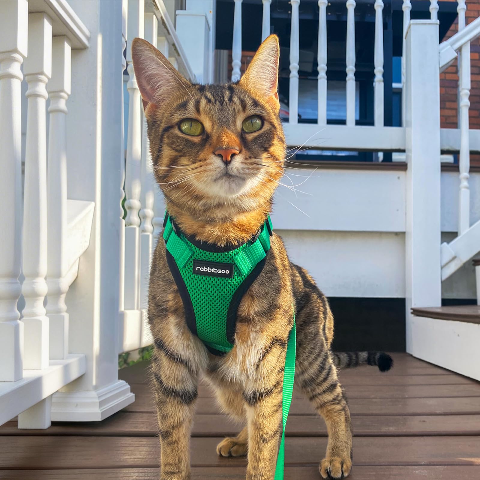 Rabbitgoo harness and leash package ready for outdoor adventures