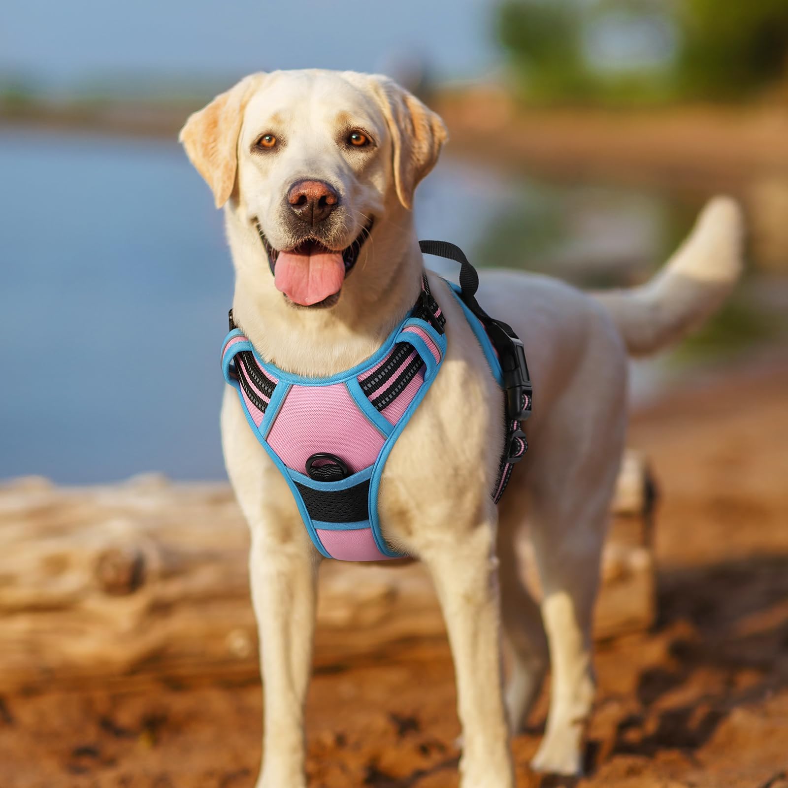 Rabbitgoo pink blue colorway harness on dog