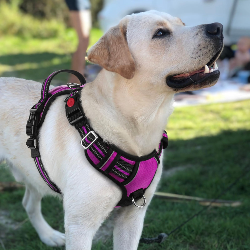 Rabbitgoo reflective strips increase visibility during evening walks.