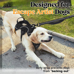 Rabbitgoo reflective strips on harness improve visibility during night walks