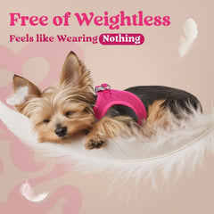 Rabbitgoo safety buckle and D-ring provide secure leash attachment.