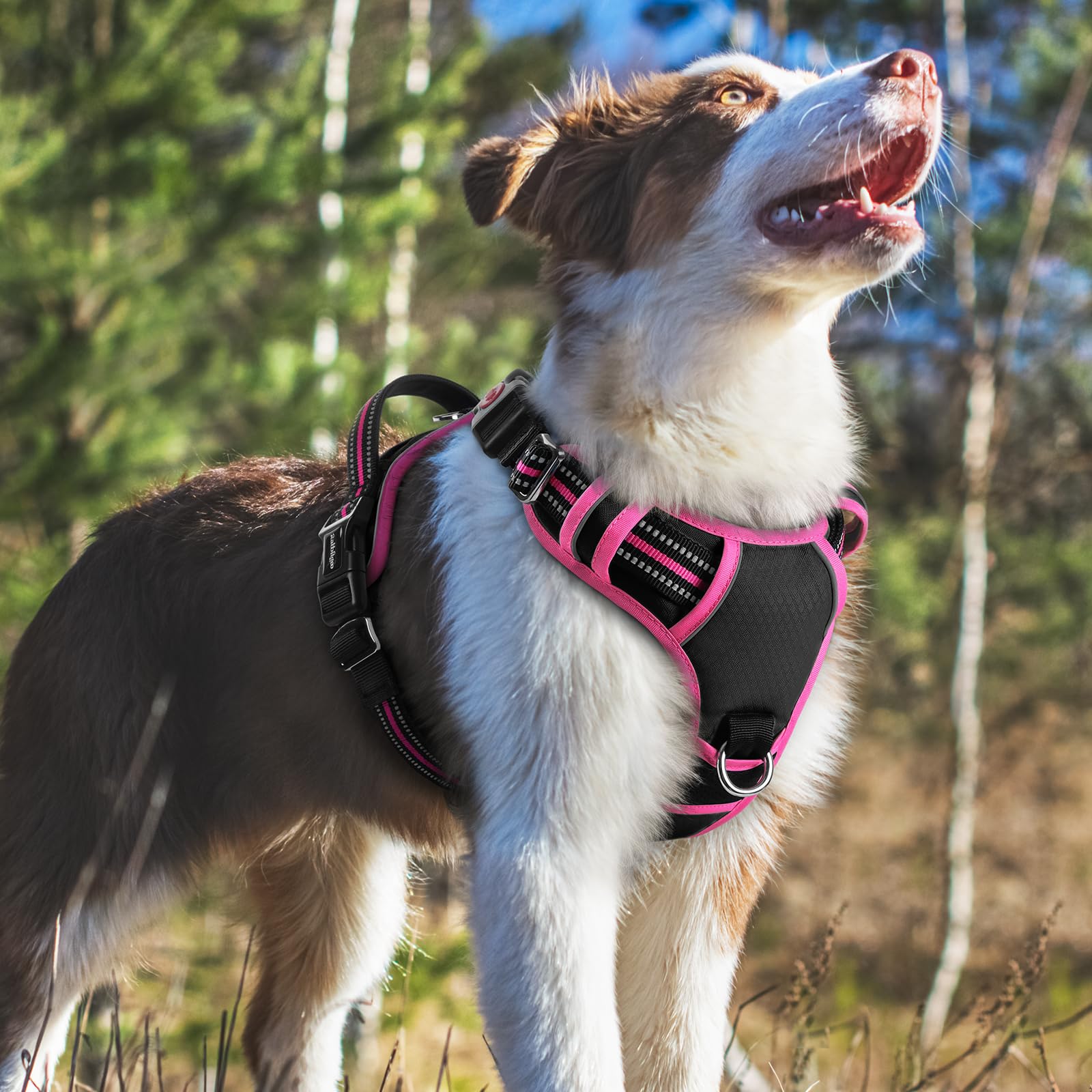 Rabbitgoo neck buckle with lock adds extra security to prevent accidental releases.