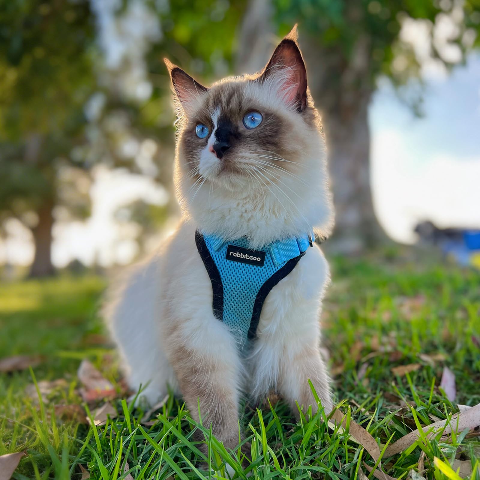 Rabbitgoo size chart helps owners match the harness to their cat.