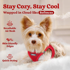 Rabbitgoo breathable air-mesh harness keeps small dogs cool during active outdoor adventures.