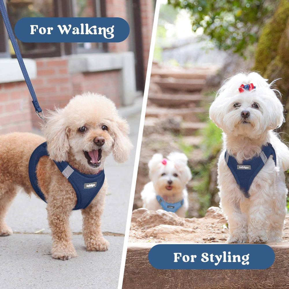 Rabbitgoo harness supports easy travel and playful outings.