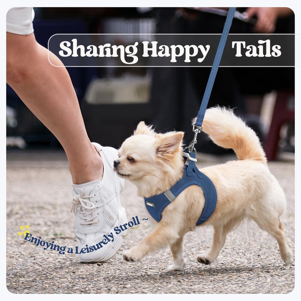 Rabbitgoo small dog navy blue XS harness enhances daily outings