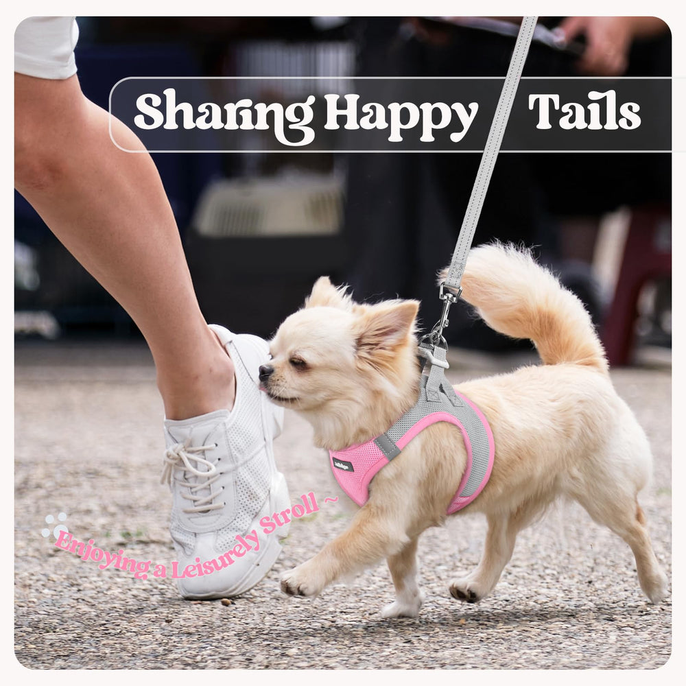 Rabbitgoo small dog walking set designed for daily outings
