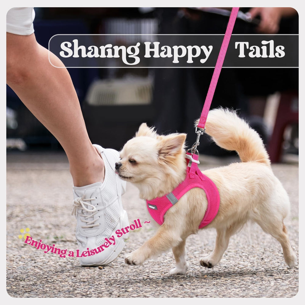 Rabbitgoo small dog walking kit ideal for park and sidewalk use.