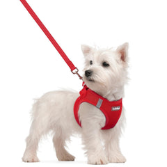 Rabbitgoo small red step-in harness for easy on off during daily walks.