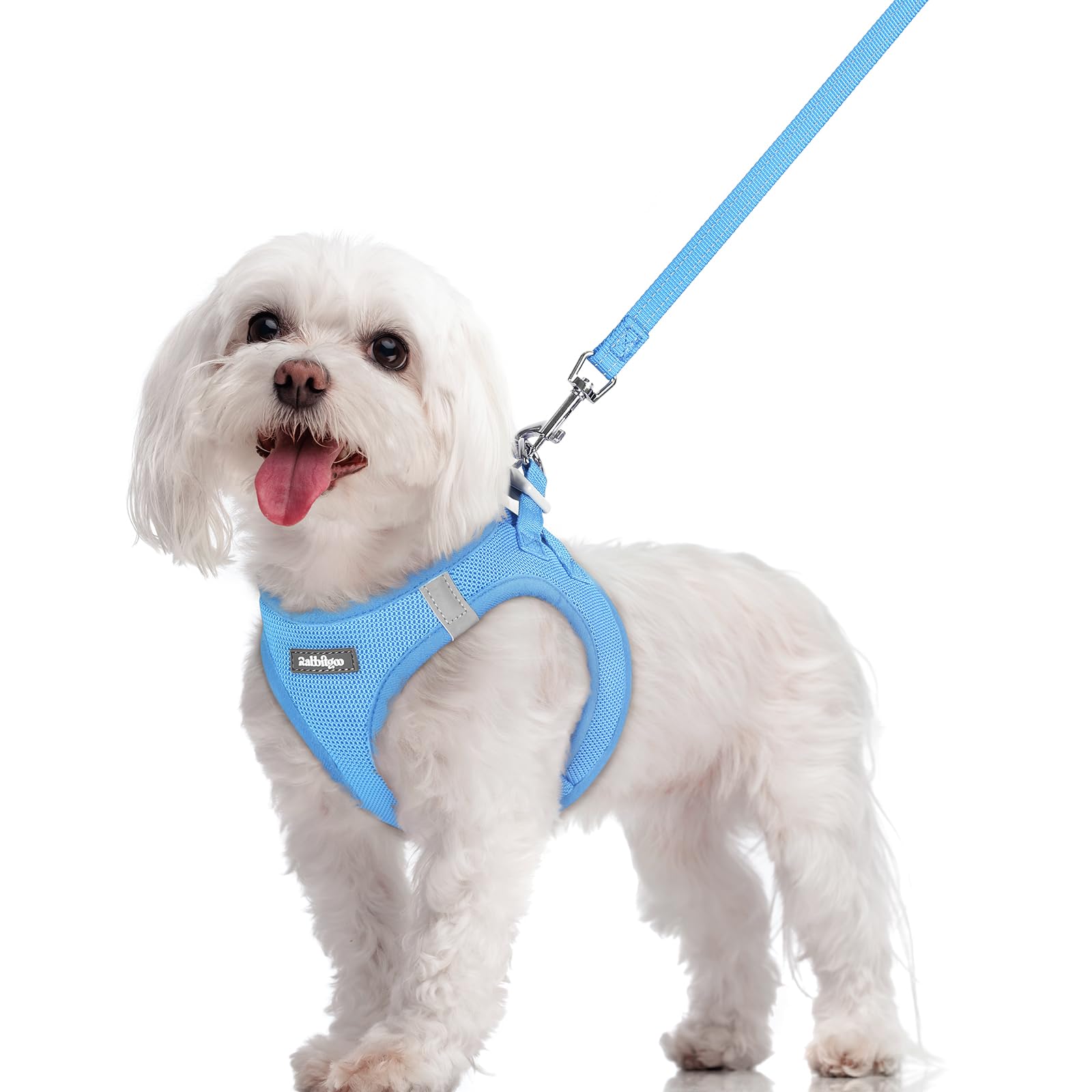 Rabbitgoo step-in blue harness shows simple fit for small dogs.