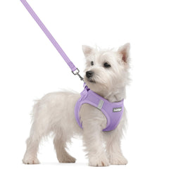Rabbitgoo step-in harness for small dogs with breathable mesh for comfortable walks