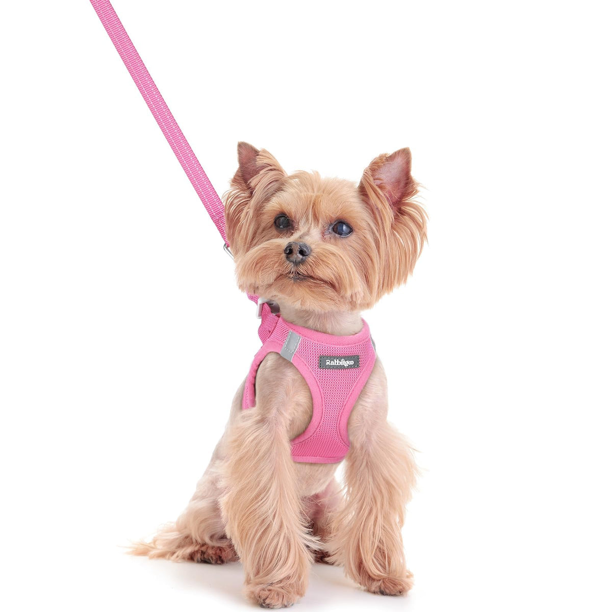 Rabbitgoo step-in harness XXS vest shown for easy on-boarding.