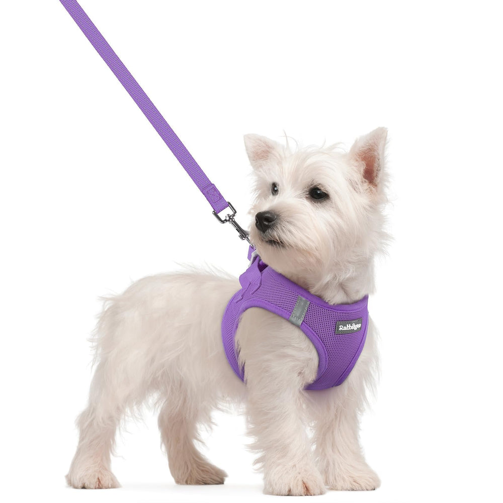 Rabbitgoo step-in harness with breathable mesh for small dogs during street walks.