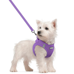 Rabbitgoo step-in harness with breathable mesh for small dogs during street walks.