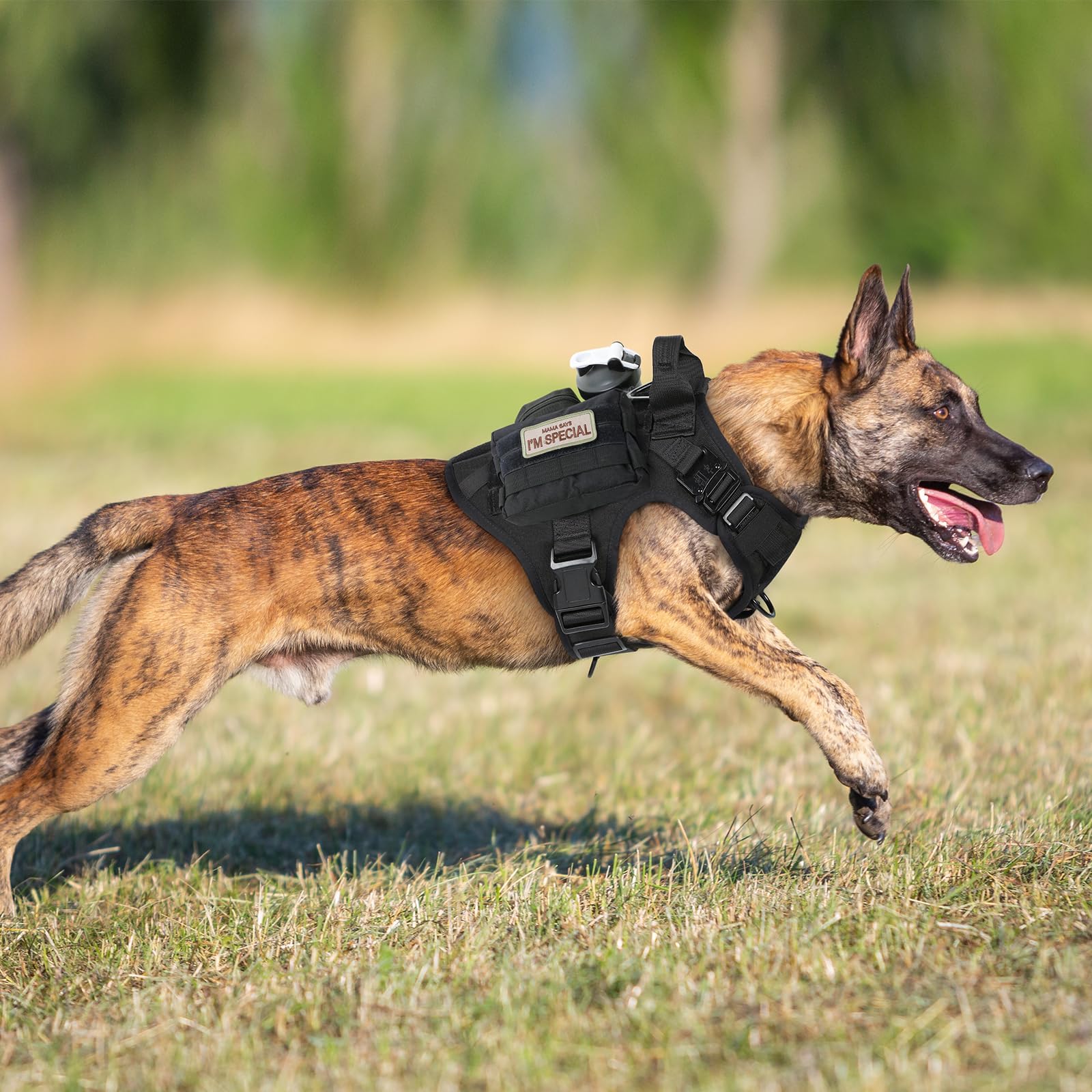 Rabbitgoo breathable mesh keeps small dogs cool during walks