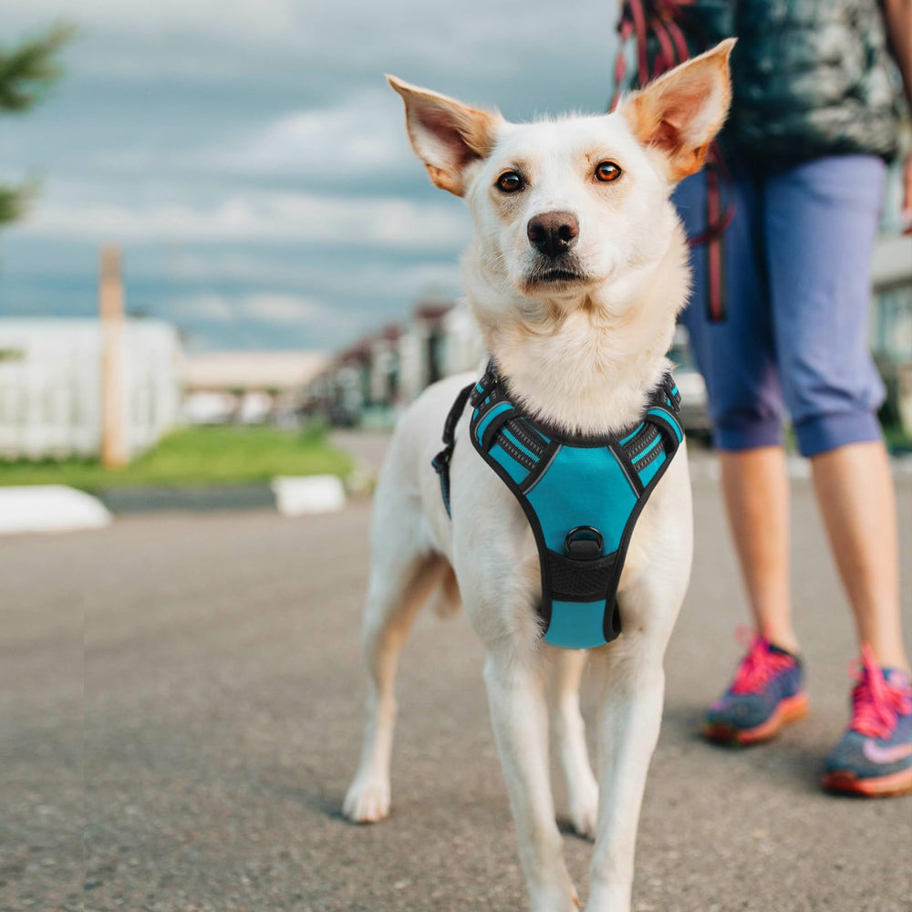 Rabbitgoo top handle offers extra control during outings