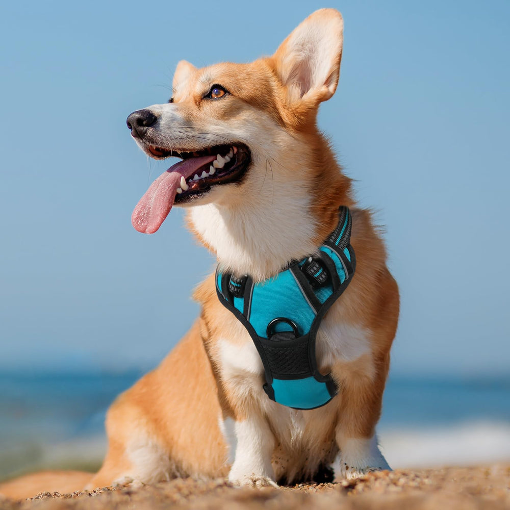 Rabbitgoo top-handle control for gentle guidance on walks and training