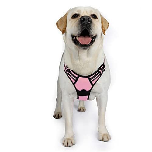Rabbitgoo top handle provides extra control when teaching leash manners.