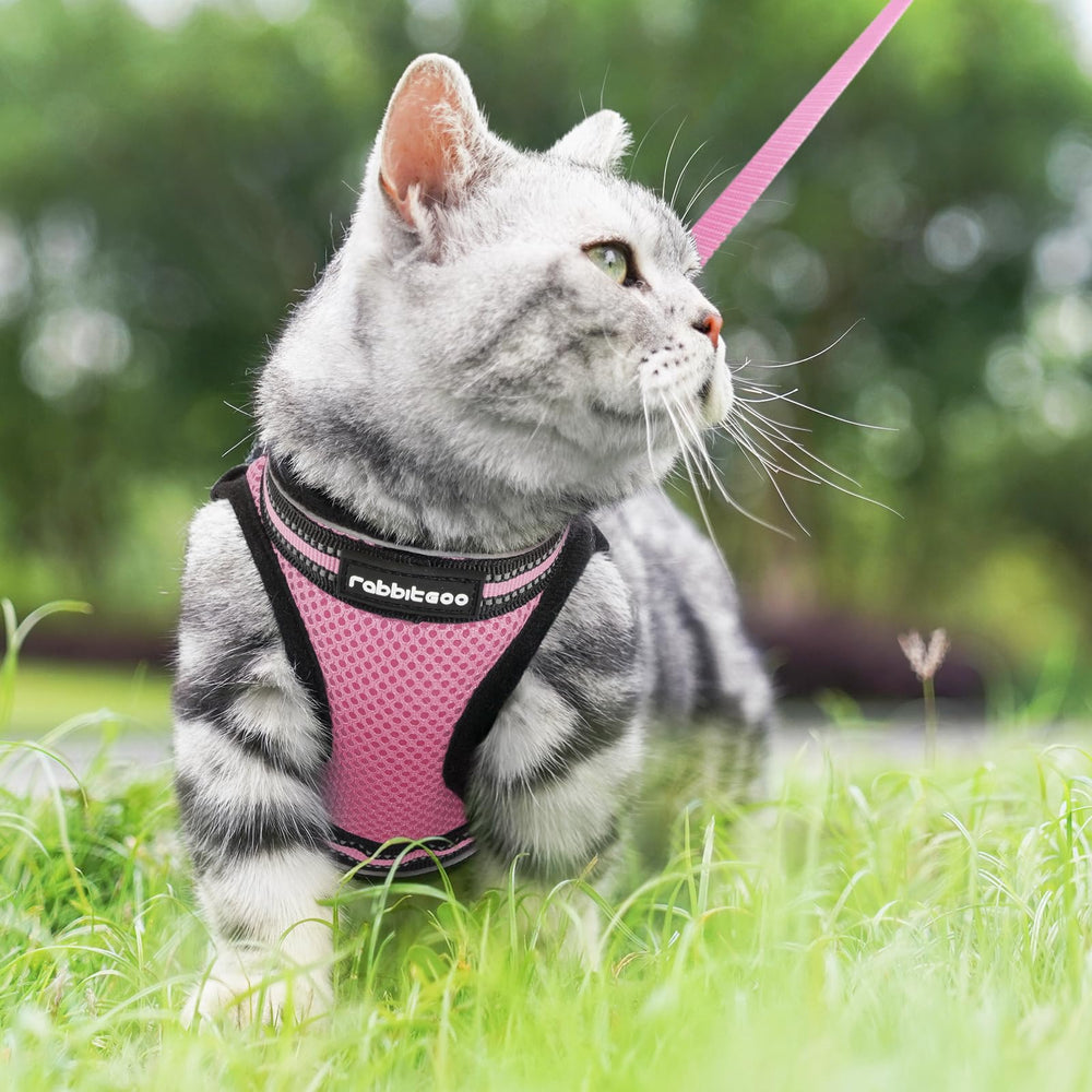 Rabbitgoo unboxing cat harness pink packaging ready for fitting.