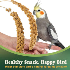 RANZ parakeet enjoying millet spray, illustrating tasty, bite-sized enrichment during cage time.