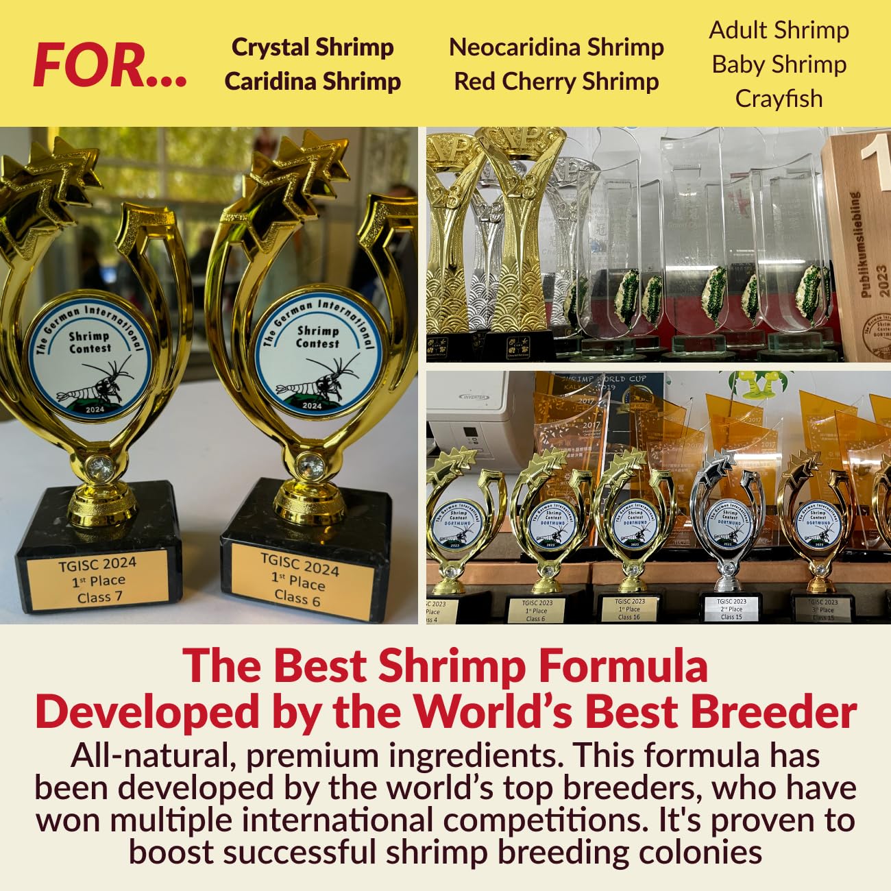Rare Shrimp caridina and neocaridina breeding culture in aquarium
