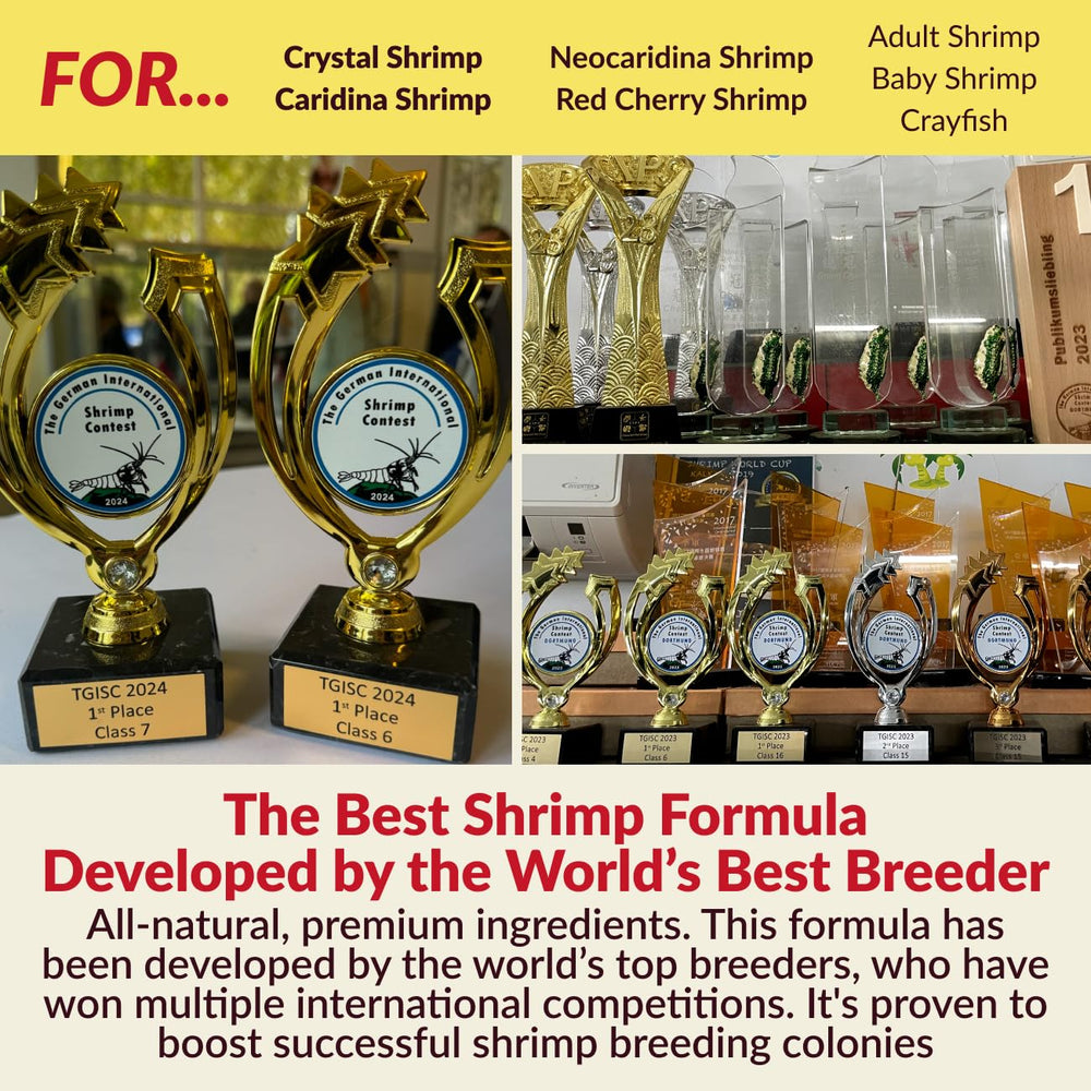 Rare Shrimp caridina and neocaridina breeding culture in aquarium