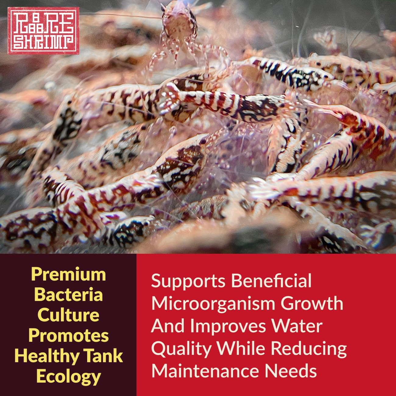 Rare Shrimp nutrition for molting and shrimp growth in development