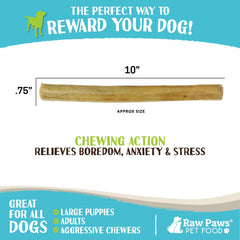 Large dog chewing Raw Paws rawhide stick during playtime