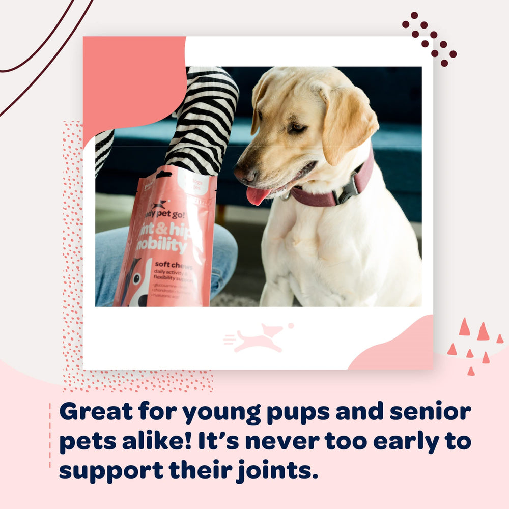 Ready Pet Go chews for all ages image showing dogs of varying sizes