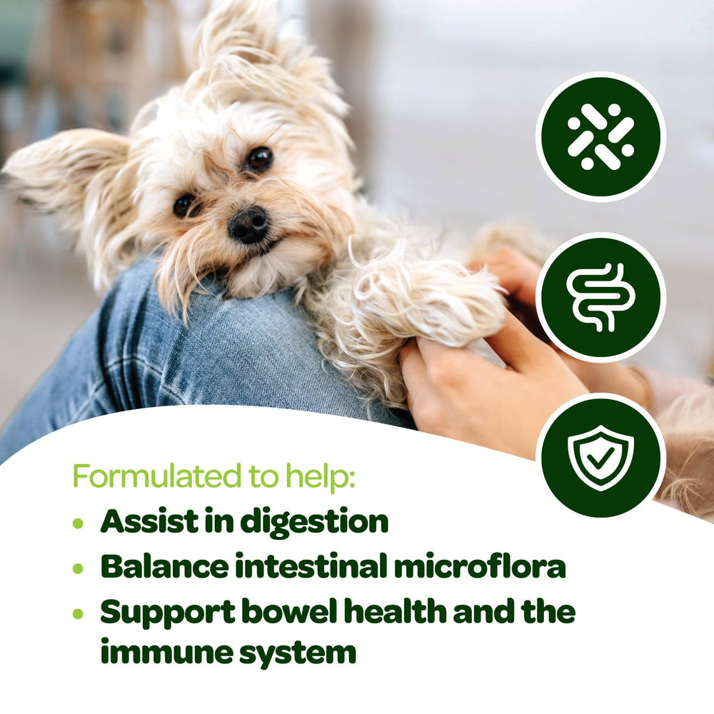 Ready Pet Go probiotic chews delicious dog treat shown with appealing flavor.