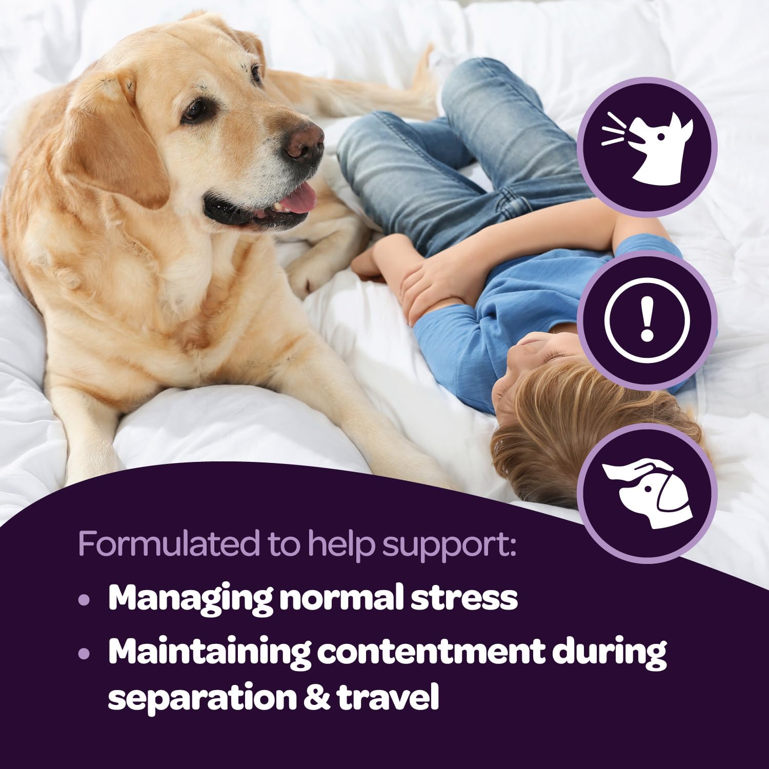 Ready Pet Go Dog relaxed on cushion — demonstrates calming effect at home.