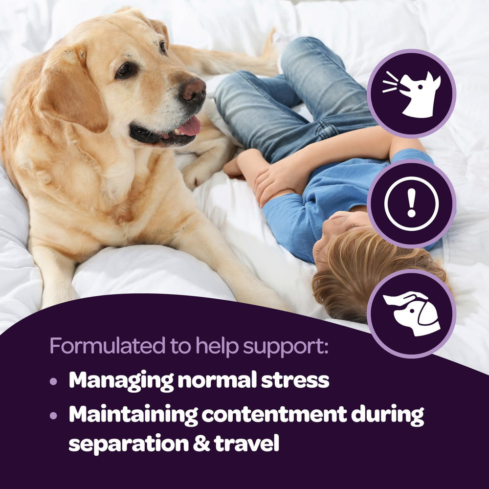 Ready Pet Go Dog relaxed on cushion — demonstrates calming effect at home.