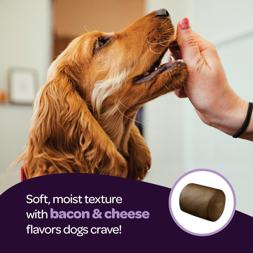 Ready Pet Go Dog during separation — supports calm during routine changes.