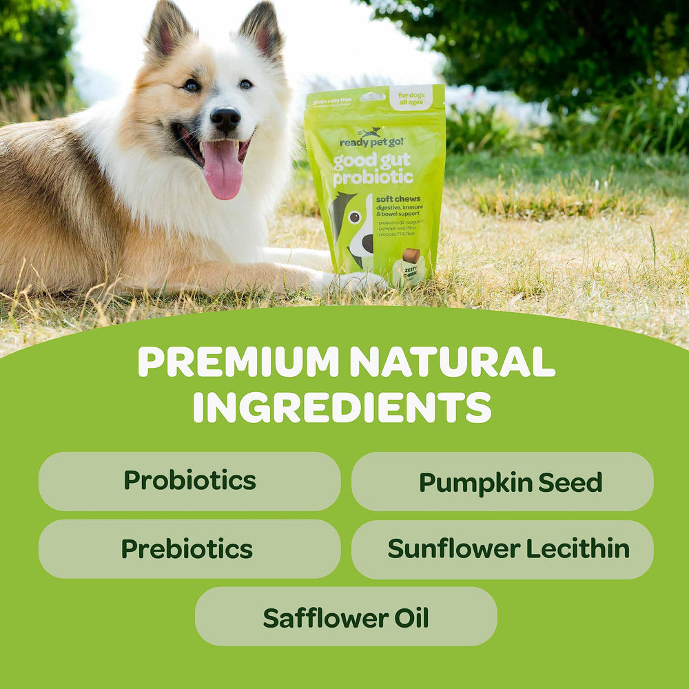 Ready Pet Go! probiotic chews ingredients pumpkin close-up highlighting natural digestion support