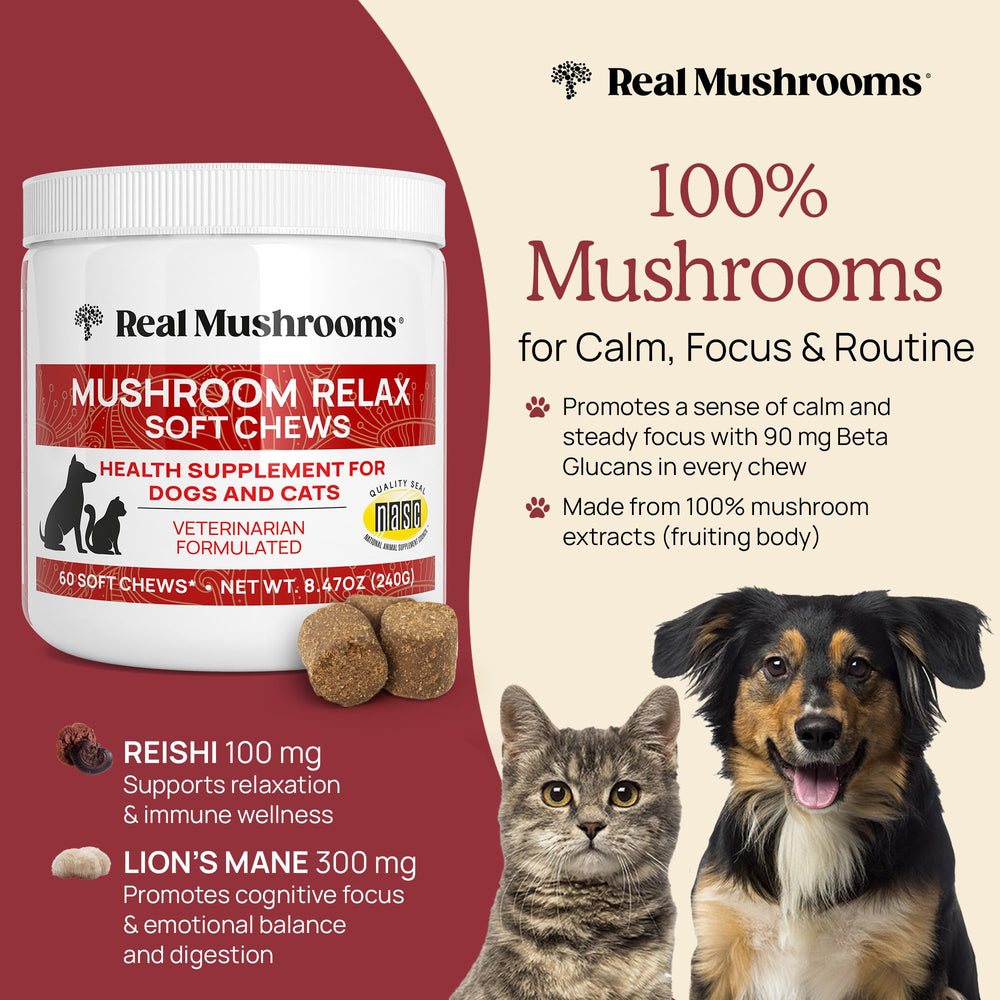 Real Mushrooms Calming Chews cat bottle pour promotes gentle daily routines.