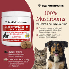 Real Mushrooms Calming Chews cat bottle pour promotes gentle daily routines.
