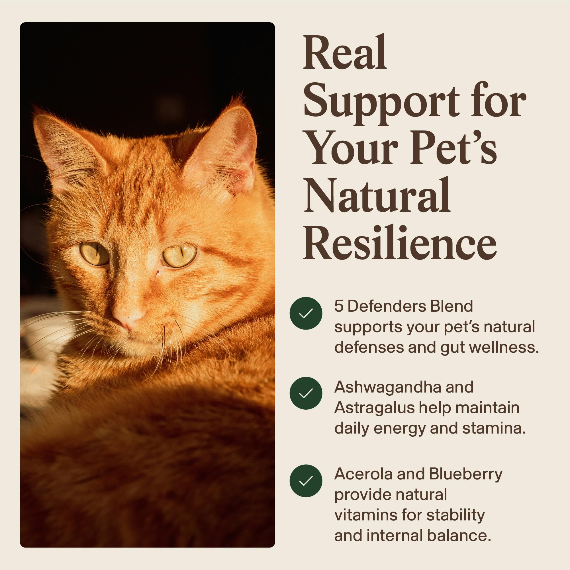 Real Mushrooms Immune Pet Chews beta-glucans—100mg per serving label.