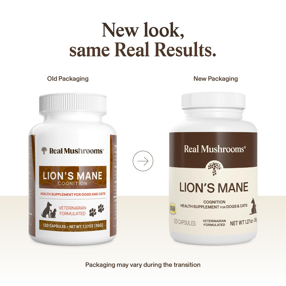 Real Mushrooms Lion’s Mane capsules close-up supporting daily engagement for pets.