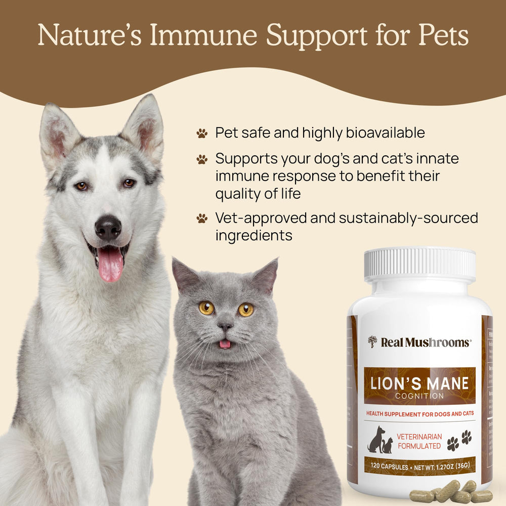 Real Mushrooms Lion’s Mane for cats and dogs used in daily routines and meals.