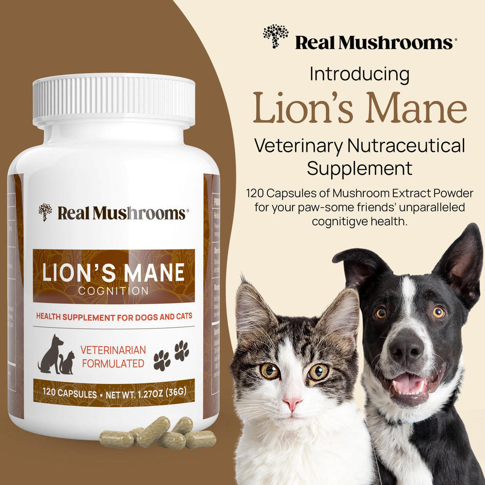 Real Mushrooms Lion’s Mane label detail highlights organic, vegan, non-GMO quality.