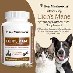 Real Mushrooms Lion’s Mane label detail highlights organic, vegan, non-GMO quality.