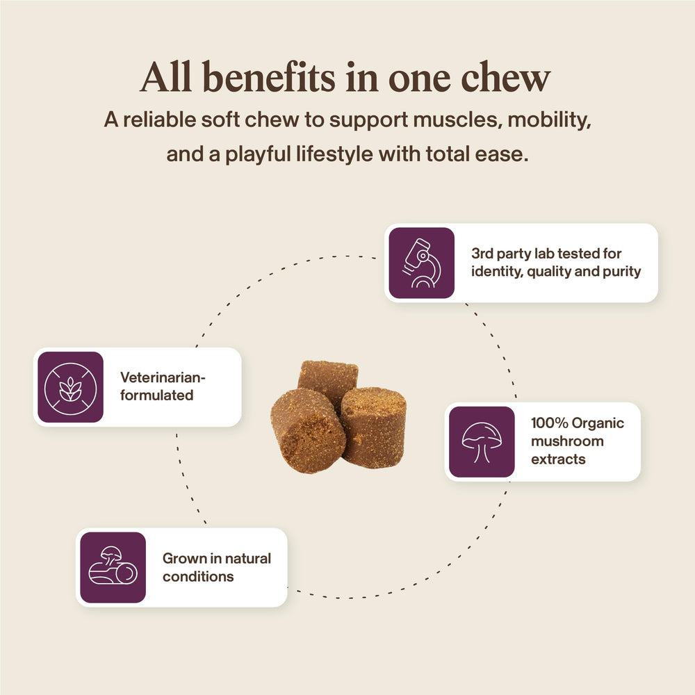 Real Mushrooms Mobility Chews USA-made NSF badge visible.