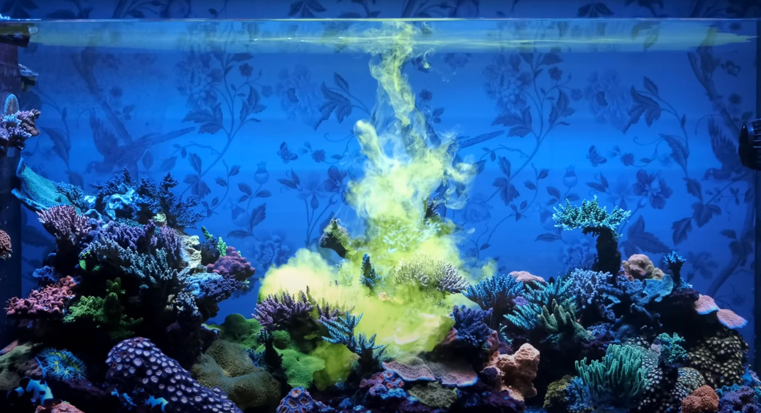Reef Energy Plus added to an aquarium showing healthy coral growth.