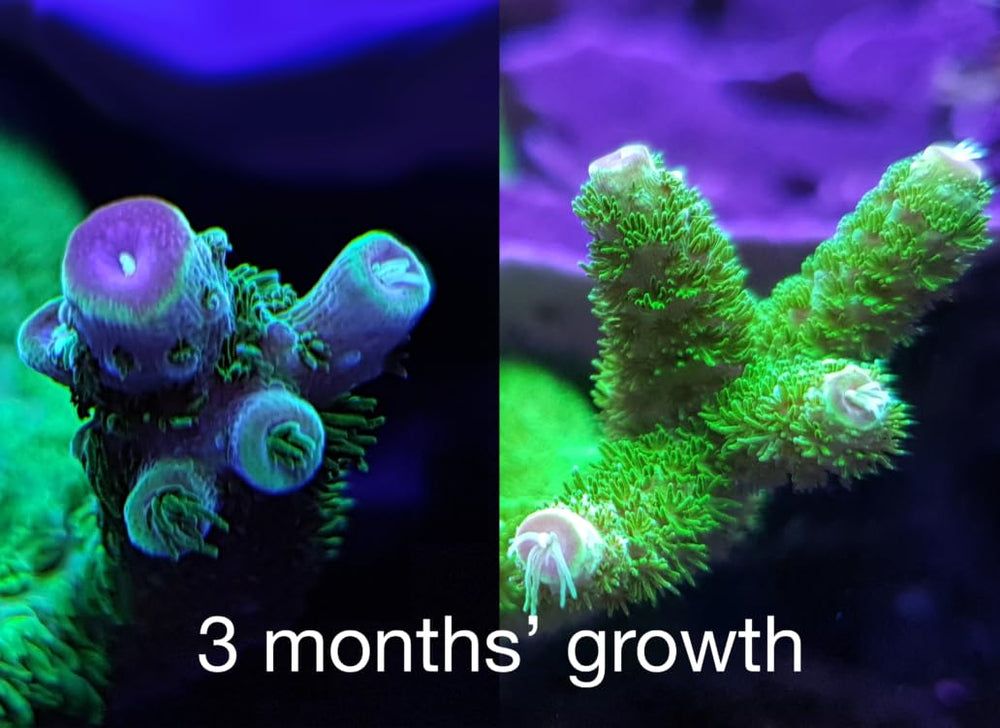 Red Sea Reef Energy Plus shown with an automatic doser for easy feeding.