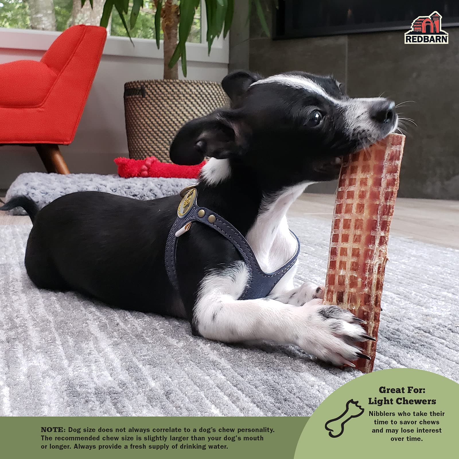 Dog chews Redbarn Barky Bark beef jerky, savoring slow-roasted flavor.